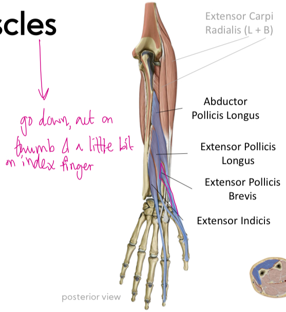 <p>Innervation: <strong>Radial N</strong></p><p>Function: <strong>Extend @MCP, CMC, IP joints</strong></p>