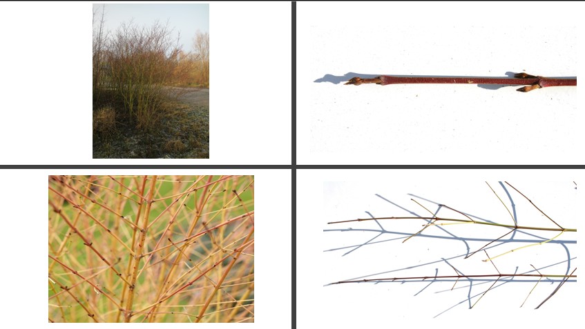 <p>Rode kornoelje</p>