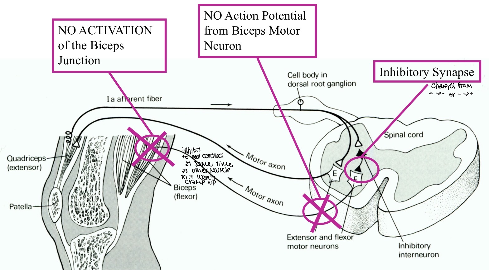 knowt flashcard image