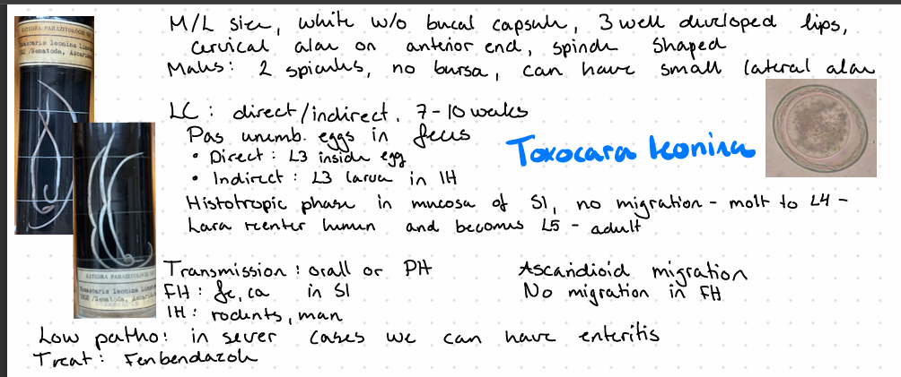 <p>Toxocara Leonina - nematode</p>