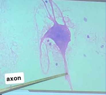 <p>Axon</p>