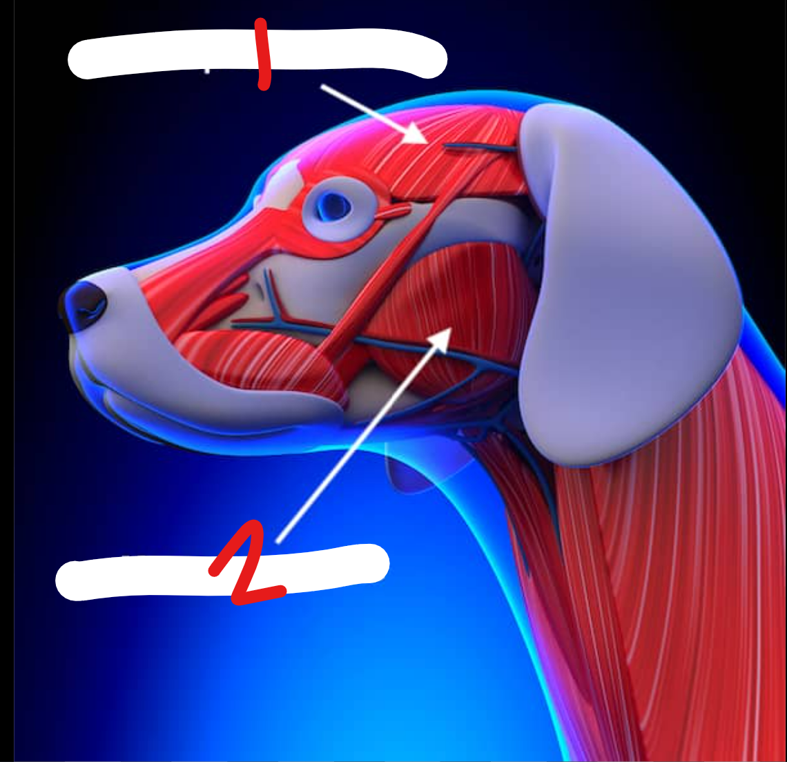 <p>label the muscles on the head</p>