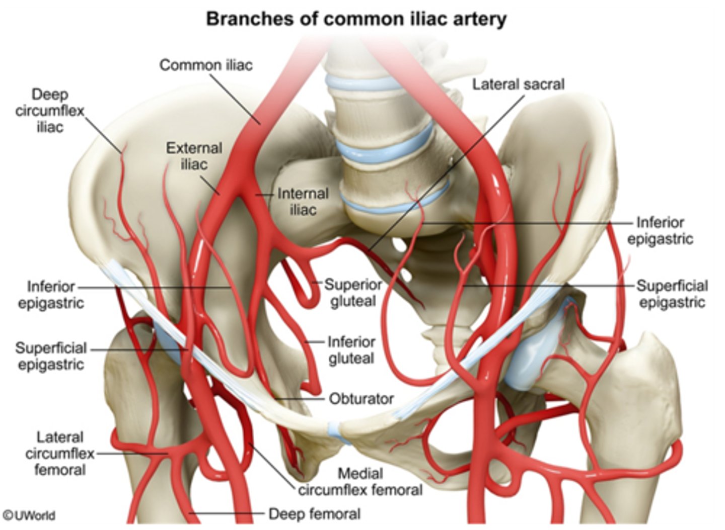 <p>Supplies the muscles of the posterior abdominal wall</p><p>The lumbar branch supplies the quadratus lumborum and psoas major muscles</p><p>- Uterine artery branch</p><p>- Vaginal artery branch</p>