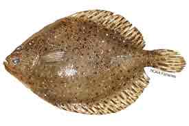 <p>Summer flounder</p>