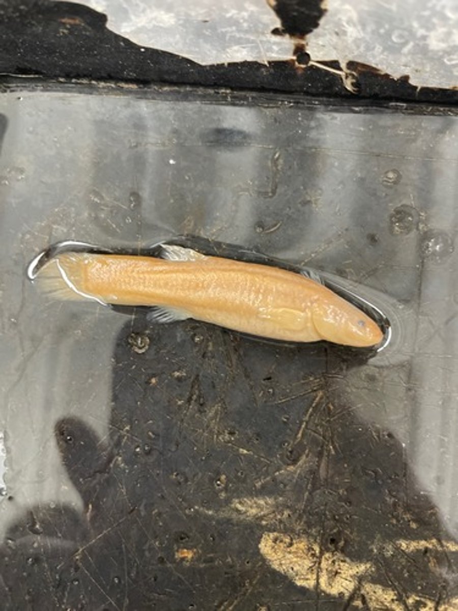 <p>Cavefishes</p>