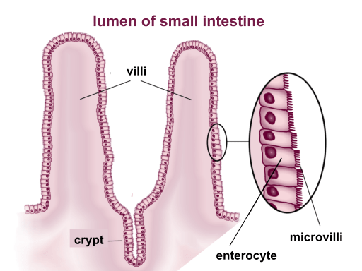 <p>microvilli</p>
