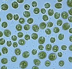 <p>Unicellular chlorophyta algae with two flagella</p>