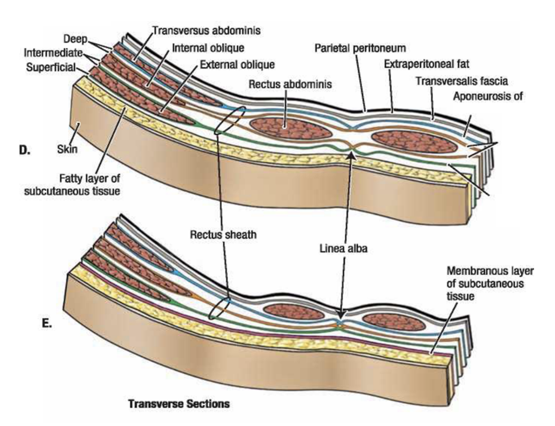 <ul><li><p>Separates anterior abdominal wall from extra-peritoneal fat </p><ul><li><p>Posteriorly coninuous with thorocolumbar fascia</p></li><li><p>Anteriorly crosses midline &amp; associates with transversalis fascia of opposite side </p></li><li><p>Also in continuoation with fascia on inferior surface of diaphragm</p></li></ul></li><li><p>Formed from a layer of deep fascia originating from the transversus abdominis muscle</p></li><li><p>After attaching to crest of ilium, it blends with fascia covering muscles assocated with upper regions of pelvic bones &amp; with similar fascia covering pelvis muscles — at this point referred to as the <u>parietal pelvic/endopelvic</u> fascia —</p><ul><li><p>Therefore presence of a continuous layer of deep fascia surrounding abdominal cavity thick in some areas, thin in others, attached or free, &amp; participates in the formation of specialized structures</p></li></ul></li></ul>