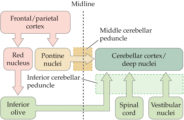 <ul><li><p>cerebral cortex axons project → pontine nuclei (brainstem) on the same side → pontine nuclei axons cross the midline → cerebellum</p></li><li><p>receives sensory info about body position and movement</p></li></ul><p></p>