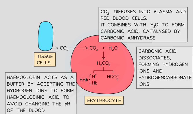 <ol><li><p>CO<sub>2 </sub>diffuses from plasma to RBC and in RBC combines with H<sub>2</sub>O to form H<sub>2</sub>CO<sub>3</sub> (carbonic acid) <strong><span>CO</span><sub><span>2</span></sub><span>&nbsp;+ H</span><sub><span>2</span></sub><span>O&nbsp;&nbsp;⇌&nbsp; H</span><sub><span>2</span></sub><span>CO</span><sub><span>3</span></sub></strong></p></li><li><p>Carbonic acid dissociates readily into H<sup>+ </sup>and HCO<sub>3</sub><sup>-</sup> ions <strong><span>H</span><sub><span>2</span></sub><span>CO</span><sub><span>3&nbsp;</span></sub><span>&nbsp;⇌&nbsp; HCO</span><sub><span>3</span></sub><sup><span>–</span></sup><span>&nbsp;+ H</span><sup><span>+</span></sup></strong></p></li></ol><p>Carbonic acid catalyses this reaction</p><p></p>