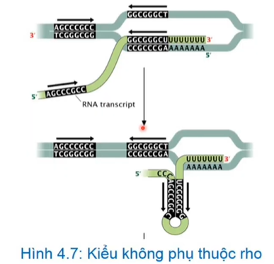 <p>-Phụ thuộc rho:Khi đến vùng kết thúc thì rho gắn vào phức hợp phiên mã gây thủy phân lk hydro giải phóng mRNA</p><p>-Không phụ thuộc rho:Vùng kết thúc có đoạn trình tự giàu G=C→gây tạo cấu trúc kẹp tóc.Ngay sau cấu trúc kẹp tóc là polyU lk Hydro U=A yếu</p><p>→kẹp tóc đè đứt lk Hydro giải phóng RNA</p>