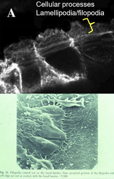 <p>The cells produce lamellipodia (broad) and filopodia (narrow) that extend from margin of epithelial wound. It composed of actin and myosin.</p>