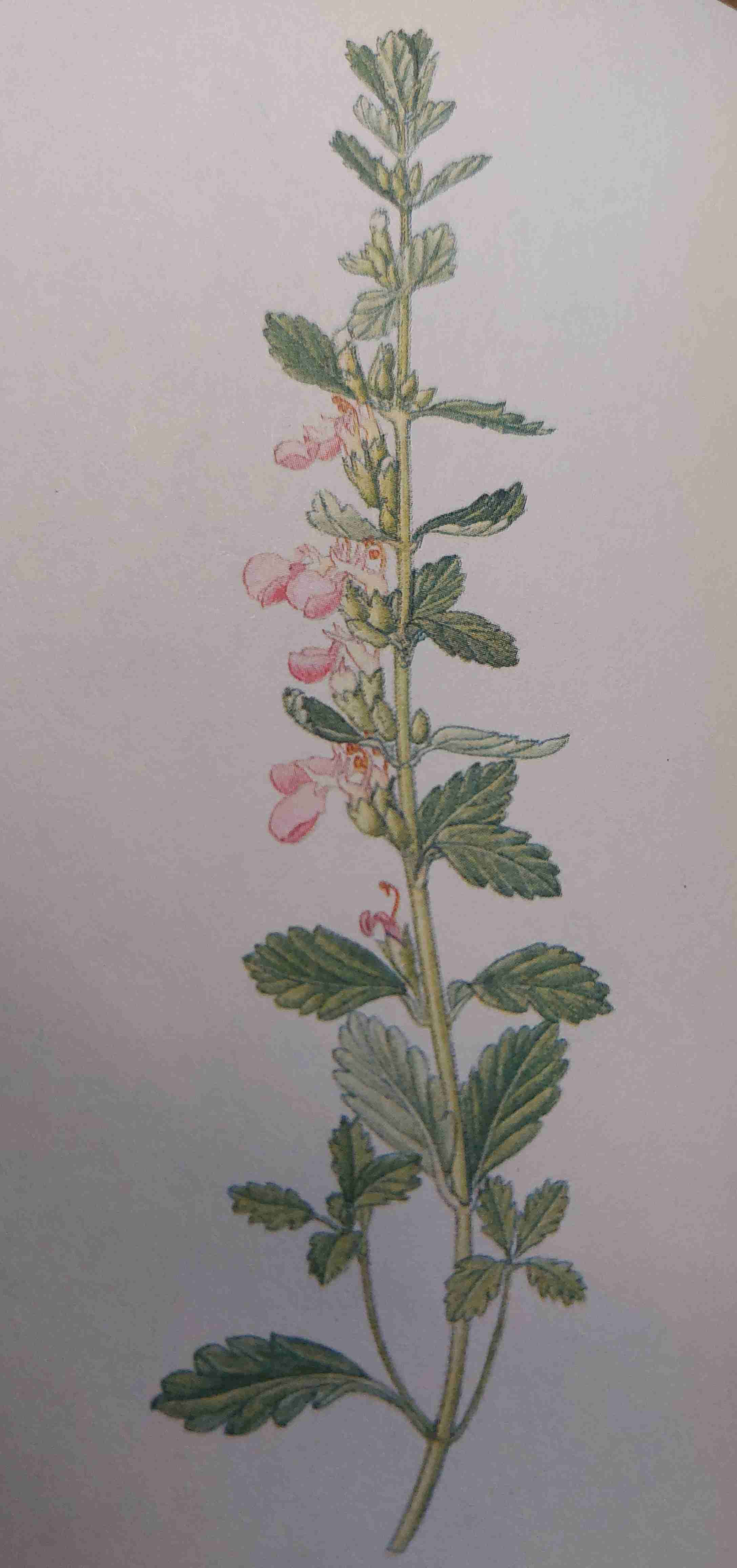 <p>sucho, oligotrofní, polostín až slunno</p>