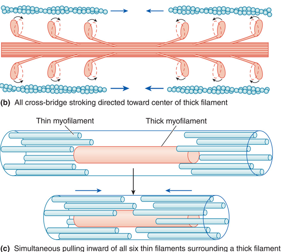 <p>What is the <strong>Sliding Filament Mechanism</strong>? </p>