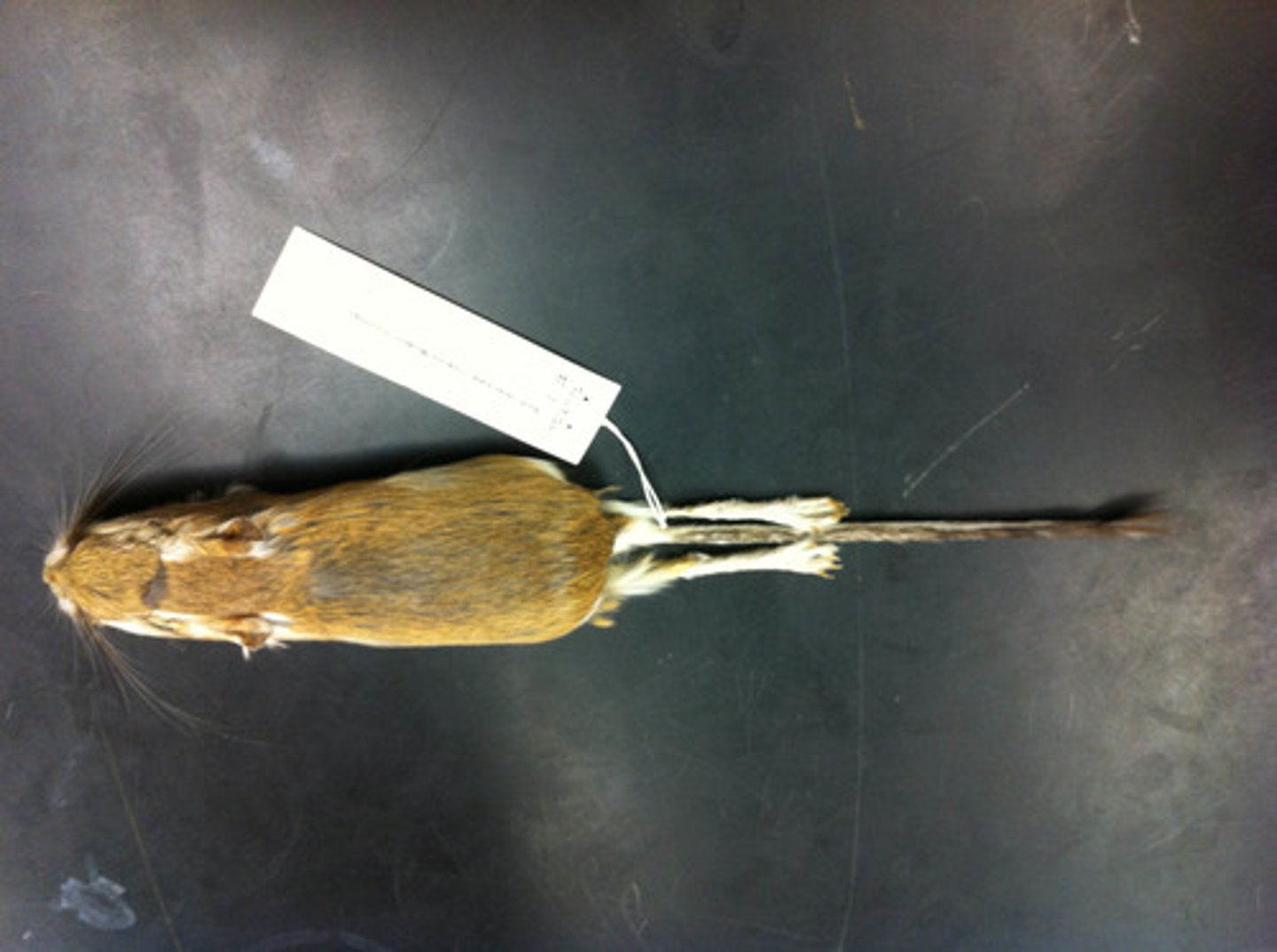 <p>clade, order, family?</p>