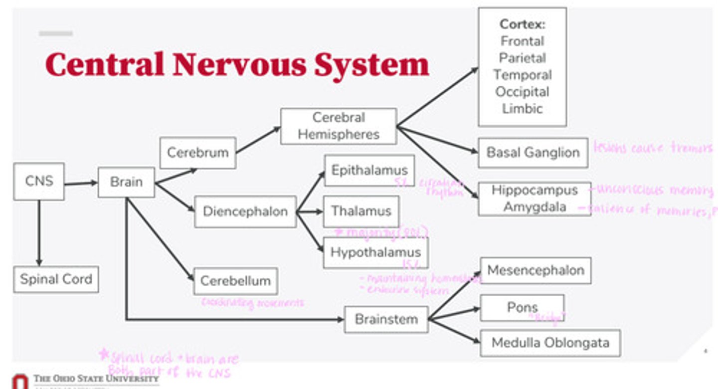 <p>What is the function of the hypothalamus?</p>