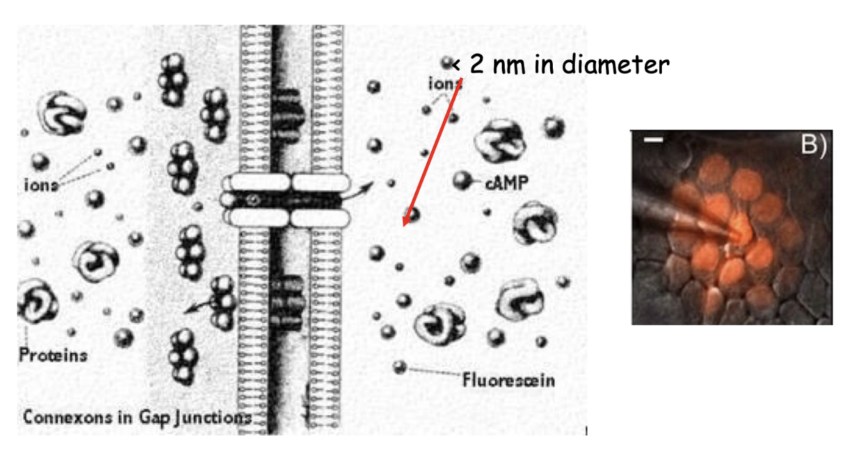 <ul><li><p>Gap junction channels are about <strong>2 nm in diameter</strong></p><ul><li><p>Allow diffusion of <strong>ions and secondary messengers</strong> like <strong>cAMP and calcium</strong></p></li></ul></li><li><p>Enables <strong>rapid coordination</strong> of activities (e.g., cardiac and uterine muscle contractions)</p></li><li><p>Stimulation of one cell can spread to others via <strong>cytosolic flow through gap junctions</strong></p></li><li><p>Experiment shows <strong>fluorescent molecule injected into one cell diffuses to neighboring cells</strong> connected by gap junctions</p></li></ul><p></p>