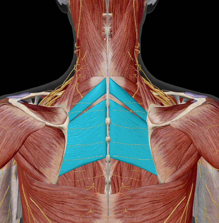 <p>name the muscle + action</p>
