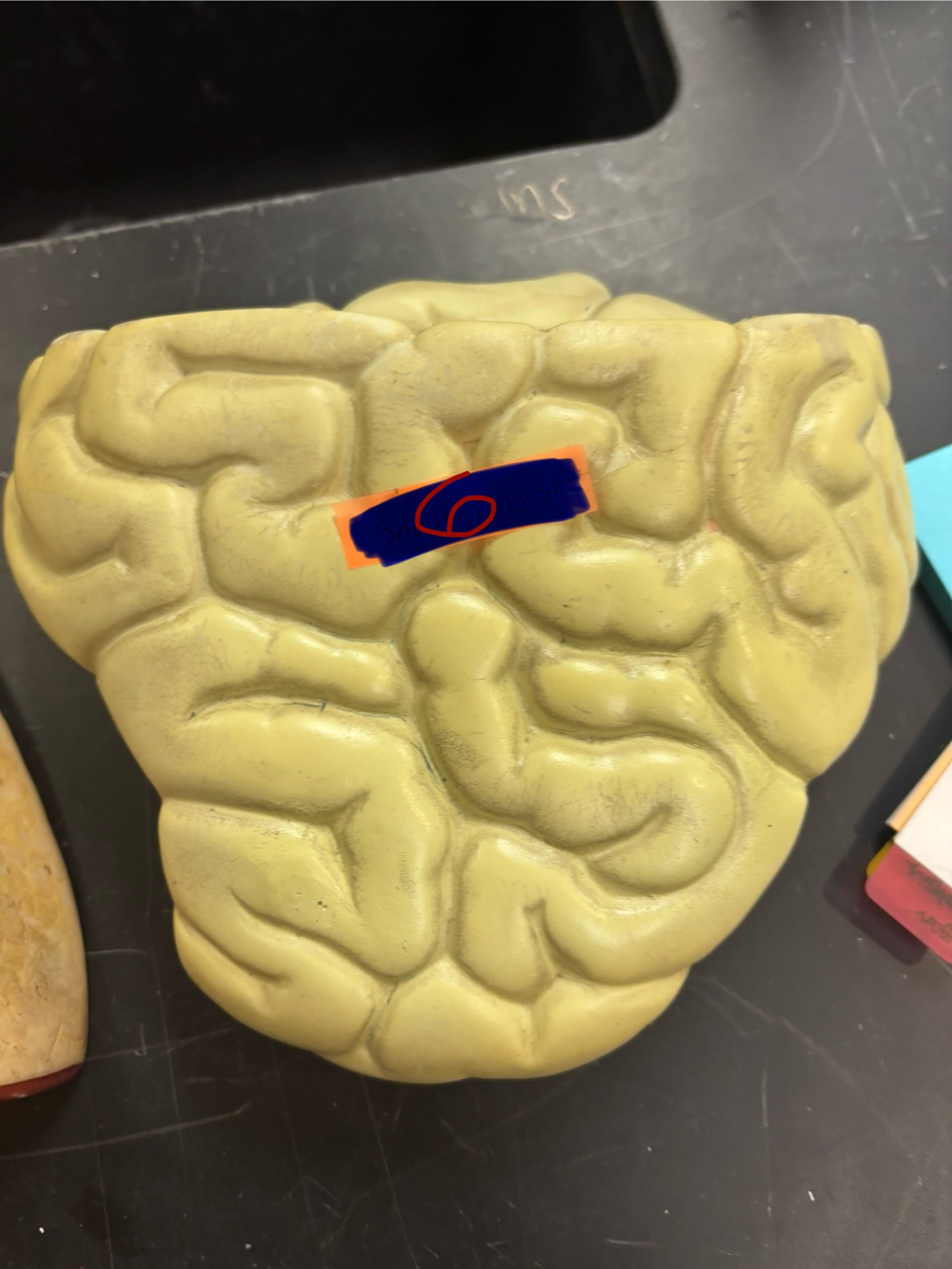<p>What is the organ for number 6? And what organ system is it apart of?</p>