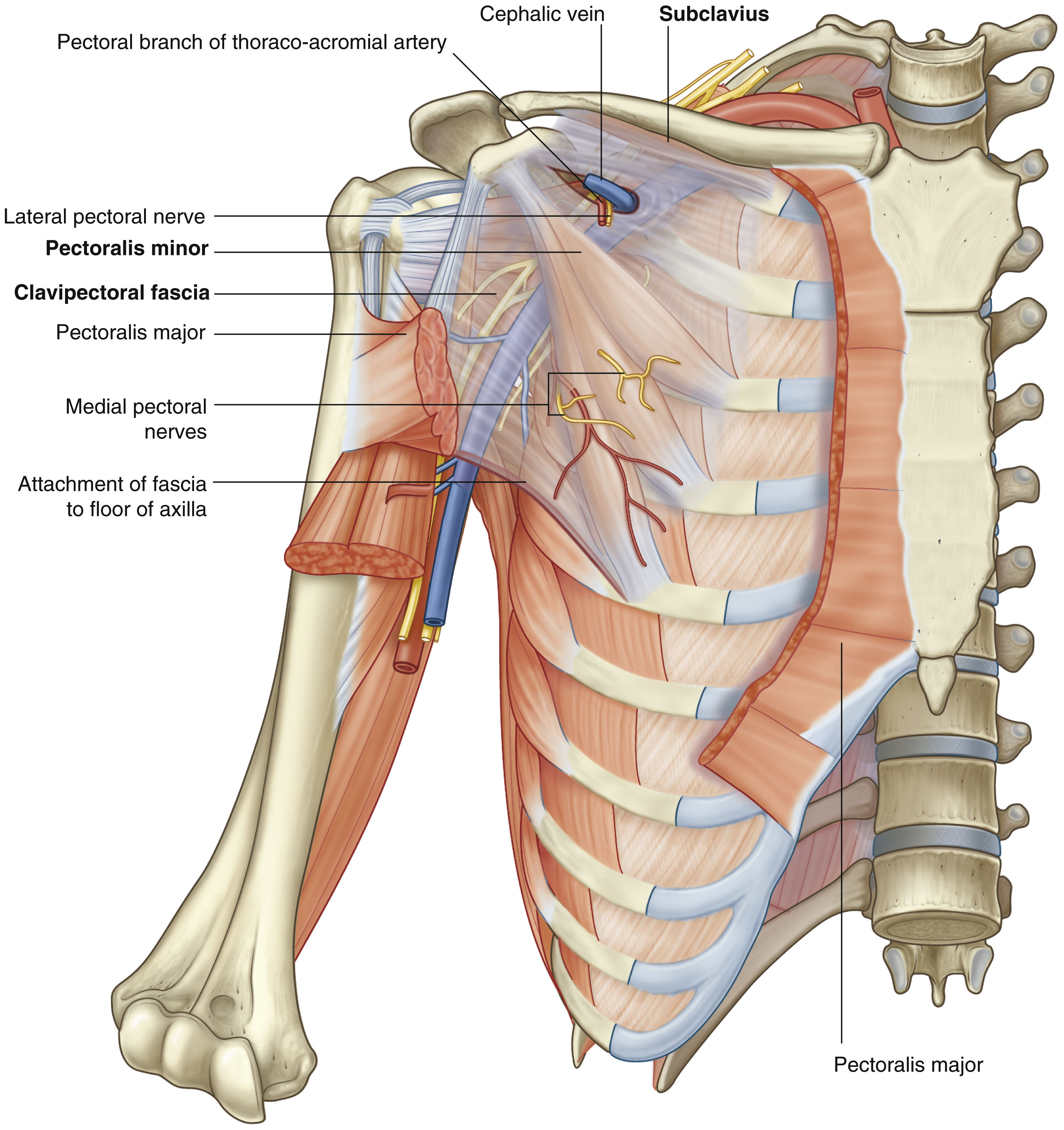 <p>Pectoralis minor: origin</p>