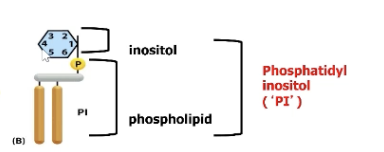<p>ORGANIZING PRINCIPLE FOR TRAFFICKING OF PROTEINS</p><p>Inositols get phosphorylated at various locations by lipid kinases.</p><p>Seven different combinations of phosphorylation at 3 locations (carbons 3,4,5). Each one recognized by a different lipid binding domain/protein.</p><p>Each membrane can have its own distribution of phosphoinositids, to identify donor and target membranes.</p>