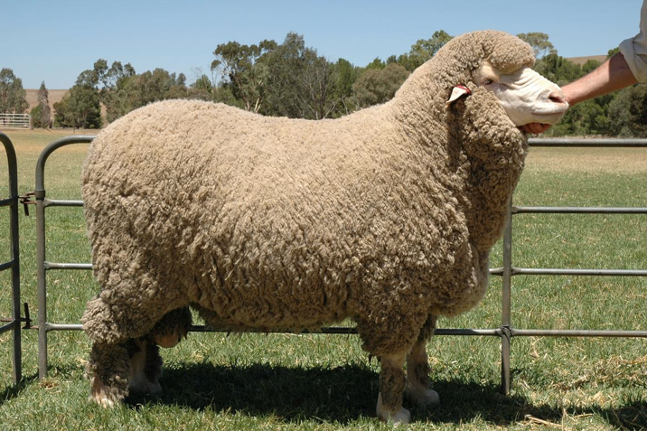 <ul><li><p>Originated in <strong>Spain</strong></p></li><li><p>Most important <strong>worldwide</strong></p><ul><li><p><strong>Finest wool </strong>of the fine-breeds</p></li></ul></li><li><p>Horned or Polled</p></li><li><p>Good open-faced genetics</p></li><li><p><strong>Used to have more skin</strong></p><ul><li><p>Bred off due to lack of eyesight and dirty fleeces</p></li><li><p><strong>Still can see remnants of the genetics</strong></p></li></ul></li></ul><p></p>