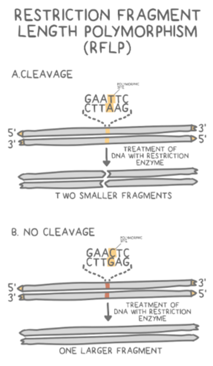 <p>restriction fragment length polymorphisms (RFLPs)</p>