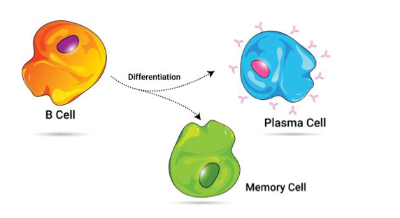 <p>Plasma cells differentiate from antigen-stimulated B cells , produce immunoglobulin (antibody) with identical specificity to the BCRs on its parent B cell </p>