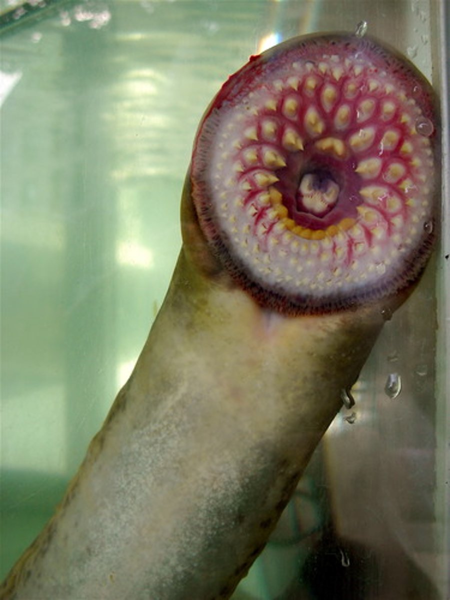<p>. the young Larvae of Sea Lamprey</p><p>. they are stream spawners</p><p>. they stay in streams for around 3-14 years and then swim into lakes</p><p>. when they get old they swim back to streams to spawn and then die</p>