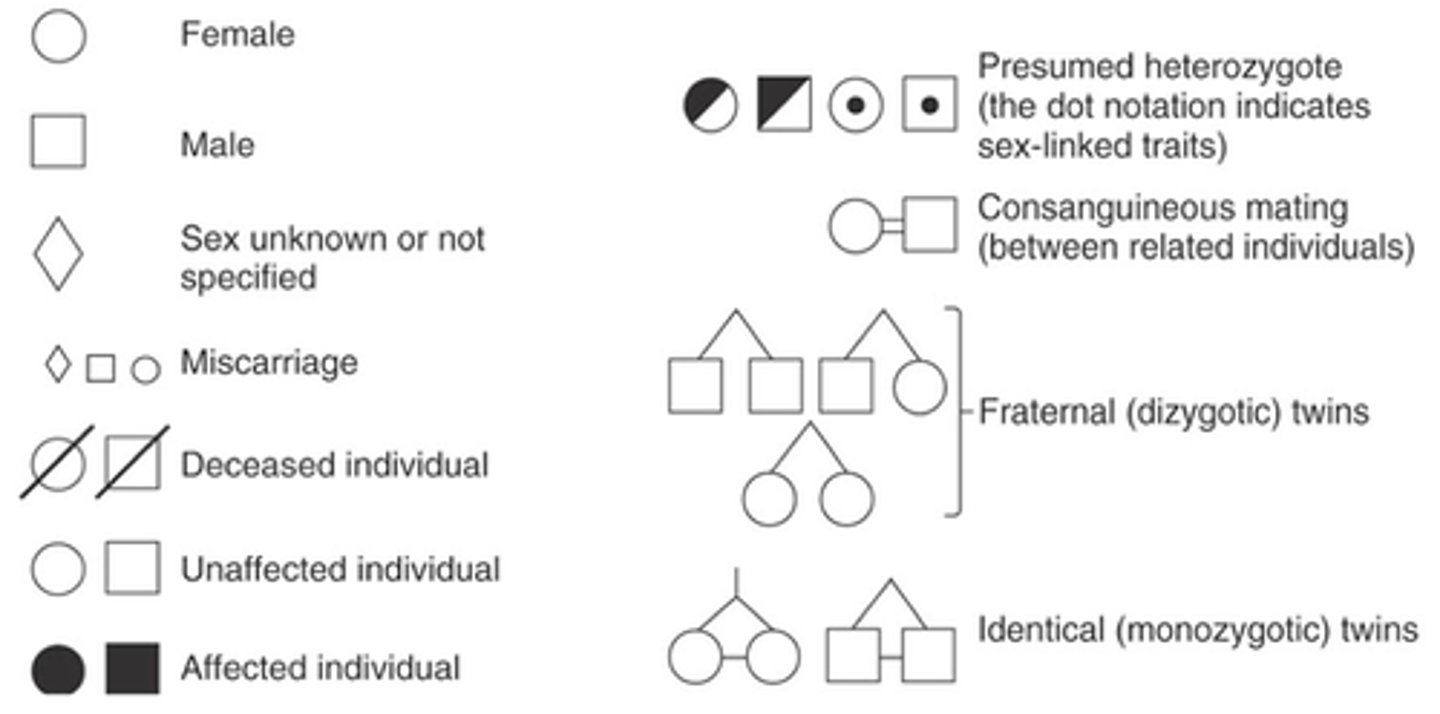 <p>-circle: female</p><p>-square: male</p><p>-shaded: trait present/affected by trait</p><p>-1/2 shaded: carrier of trait</p><p>-not shaded: not affected by trait</p>