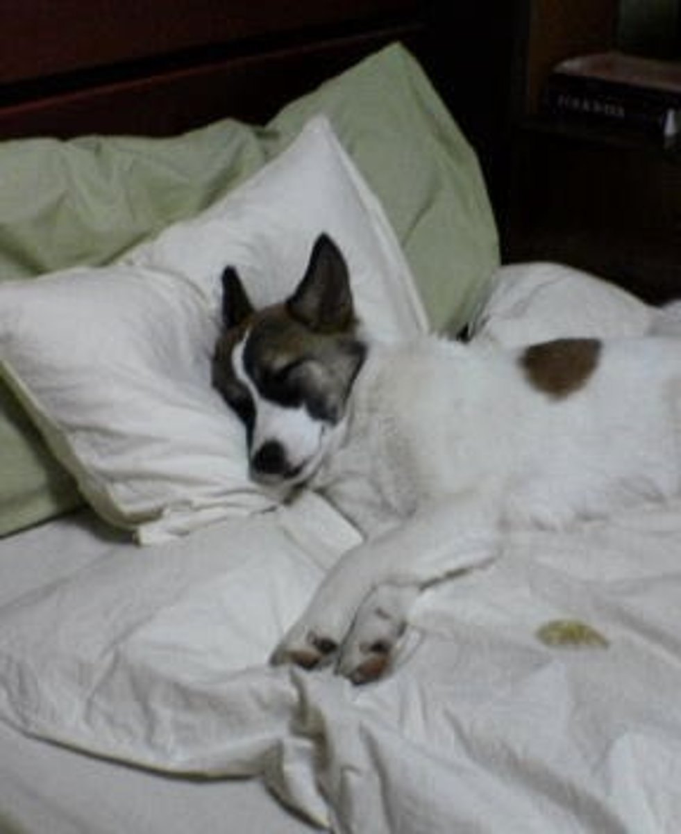 <p>to sleep</p>