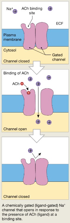 <p>Open with binding of a specific neurotransmitter ex: Na+ Closed when a neurotransmitter is not bound to the extracellular receptor -Na+ cannot enter the cell -Open when a neurotransmitter is attached to the receptor -Na+ enters the cell</p>