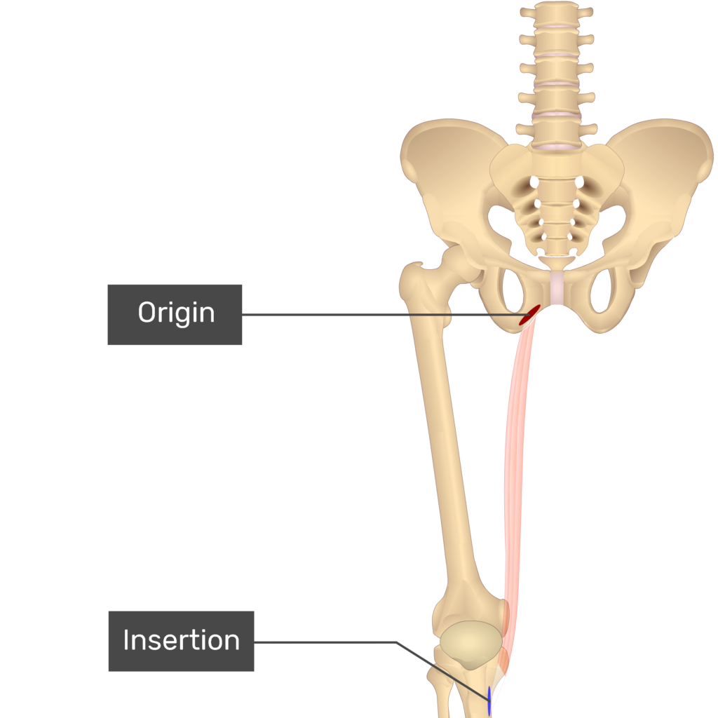 <p>Originating from the inferior ramus and body of the pubis</p>