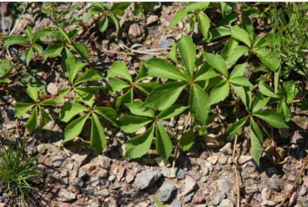 <p><em>Parthenocissus quinquefolia</em></p>