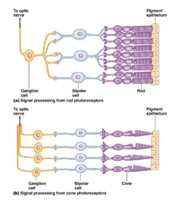 <p><span><span>Rods vs Cones</span></span></p>