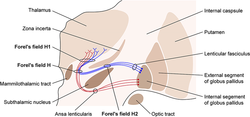 <ul><li><p>wychodzi z części przyśrodkowej gałki bladej, otacza od dołu torebkę&nbsp;wew. i przednią&nbsp;część odnogi mózgu</p></li><li><p>przekazuje impulsy z gałki bladej do j. czerwiennego, istoty czarnej, jąder dolnych oliwki, jąder tworu siatkowatego, j. śródmiąższowego i jąder niskowzgórza</p></li><li><p><span>Ma kluczowe znaczenie w regulacji czynności ruchowych, wpływając na aktywność kory ruchowej poprzez wzgórze</span></p><p></p></li></ul>