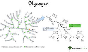 <p>An extensively branched glucose storage polysaccharide found in the liver and muscle of animals; the animal equivalent of starch. </p>