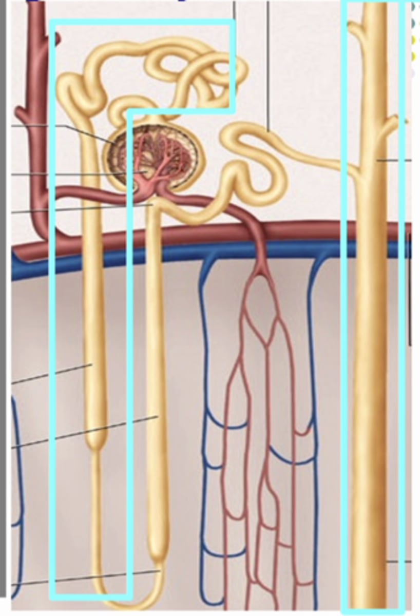 <p>water permeability of the nephron !!!</p><p>if antidiuretic hormone is PRESENT........ the structures that are water permeable are ......</p>