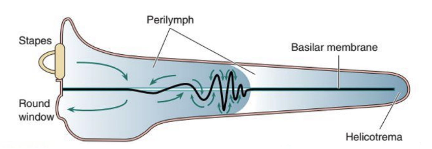 <p>Oval window displaces perilymph in scala vestibuli → displaces flexible Reissner’s membrane → displaces endolymph in scala media → displaces BM</p><p>tonotopy - tones (frequencies) are represented by their location on the BM</p>