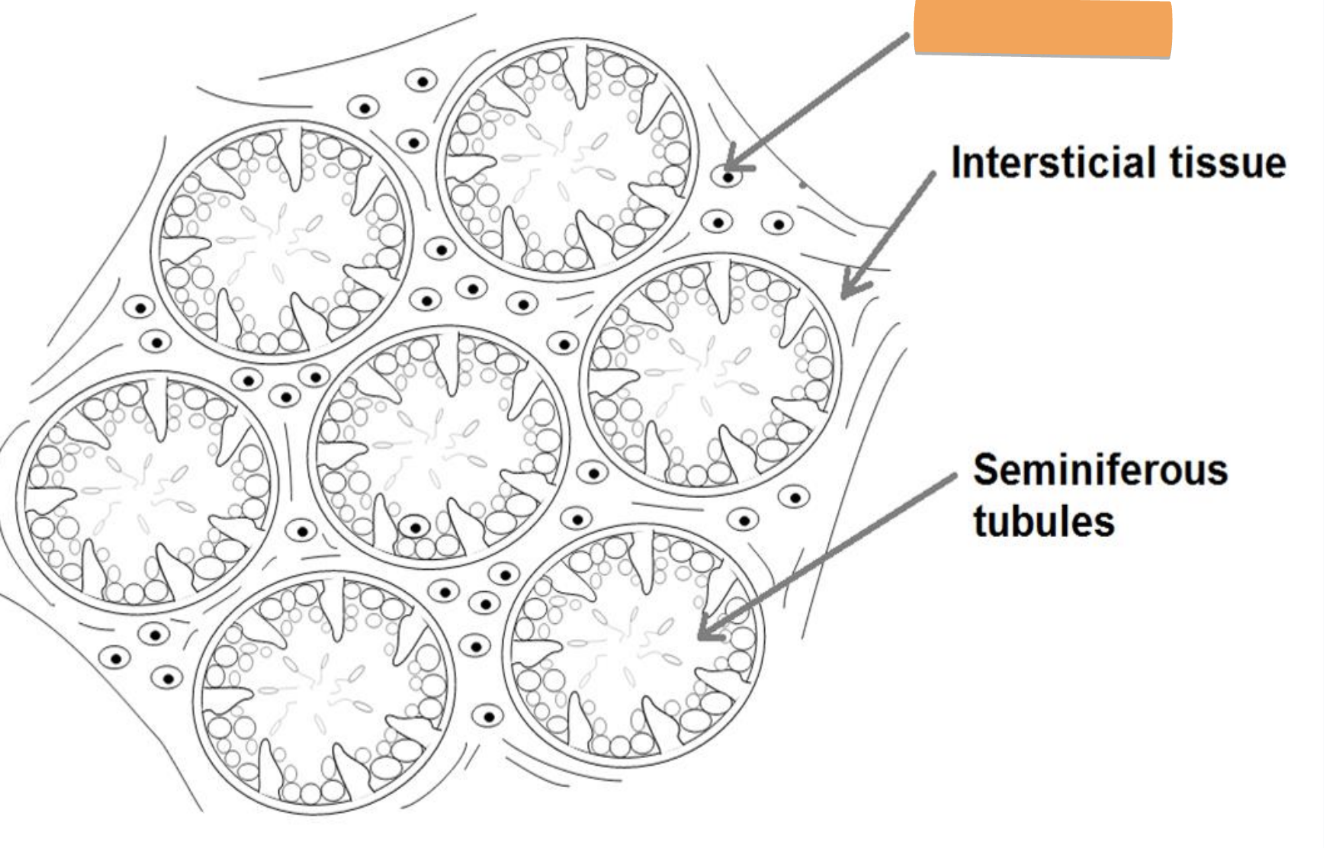 <ul><li><p>in testes</p></li></ul><p>produce and secrete testosterone</p><p>responding to LH — luteinizing hormone → production of testosterone</p><p></p>