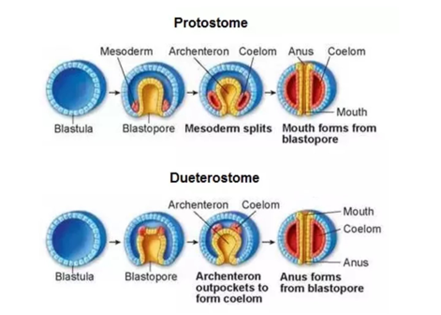 <p>1. splitting of the <br>mesodermal tissue <br>at the sides of the <br>archenteron<br>2. directly from an <br>out-pouching in <br>the archenteron wall</p>