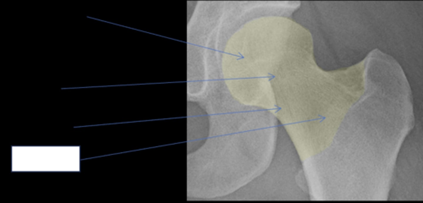 <p>ID anatomy</p>