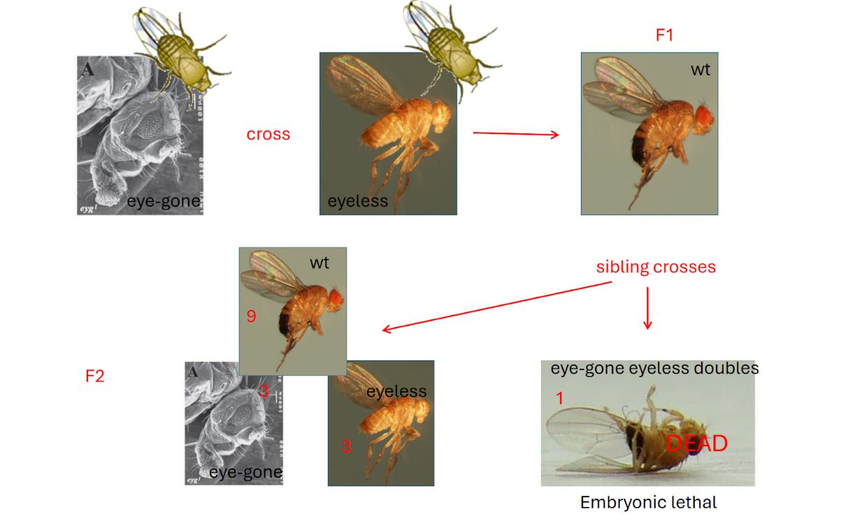 <ul><li><p><span style="background-color: transparent;">Order of things to do </span></p><ul><li><p><span style="background-color: transparent;">1) Cross the mutant found back to the wildtype </span></p></li><li><p><span style="background-color: transparent;">2) Look at phenotype of the F1 individuals </span></p><ul><li><p><span style="background-color: transparent;">ey/ey (eyeless) or eya/eya (eyes absent) X with wildtype resulted in all wildtype offspring </span></p></li><li><p><span style="background-color: transparent;">What can we conclude? </span></p><ul><li><p><span style="background-color: transparent;">Indicates recessivity of this gene </span></p></li><li><p><span style="background-color: transparent;">Indicates that both loci are haplosufficient </span></p></li><li><p><span style="background-color: transparent;">Recessive alleles = easier to work with </span></p></li></ul></li></ul></li><li><p><span style="background-color: transparent;">3) Cross eyes absent flies with eyeless flies and look at the phenotype </span></p><ul><li><p><span style="background-color: transparent;">Cross and find that F1 generation all has eyes (wildtype) </span></p><ul><li><p><span style="background-color: transparent;">Indicates that they are different genes </span></p></li><li><p><span style="background-color: transparent;">If it was the same gene then F1 would be eyeless </span></p></li></ul></li><li><p><span style="background-color: transparent;">Since they are different genes they are in two different complementation groups </span></p></li></ul></li><li><p><span style="background-color: transparent;">4) Sibling crosses </span></p><ul><li><p><span style="background-color: transparent;">Expect 9:3:3:1 ratio </span></p><ul><li><p><span style="background-color: transparent;">9 WT, 3 Eyes absent, 3 eyeless, 1 double eyeless/eyes absent </span></p></li><li><p><span style="background-color: transparent;">Double mutant looks like eyes gone </span></p></li></ul></li></ul></li><li><p><span style="background-color: transparent;">5) Cross eyes gone to wild type </span></p><ul><li><p><span style="background-color: transparent;">eyg/eyg x WT → all wildtype in F1 </span></p></li></ul></li><li><p><span style="background-color: transparent;">6) Sibling cross </span></p><ul><li><p><span style="background-color: transparent;">Eyes gone and eyesless doubles are dead </span></p></li></ul></li></ul></li><li><p></p></li></ul><p></p>