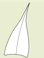 <p>apex</p>