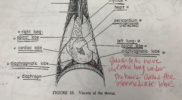 <p>The heart is a muscular organ responsible for pumping blood throughout the body. It consists of four chambers: the right and left atria and the right and left ventricles. The heart receives deoxygenated blood from the body and pumps oxygenated blood to the body&apos;s tissues.</p>