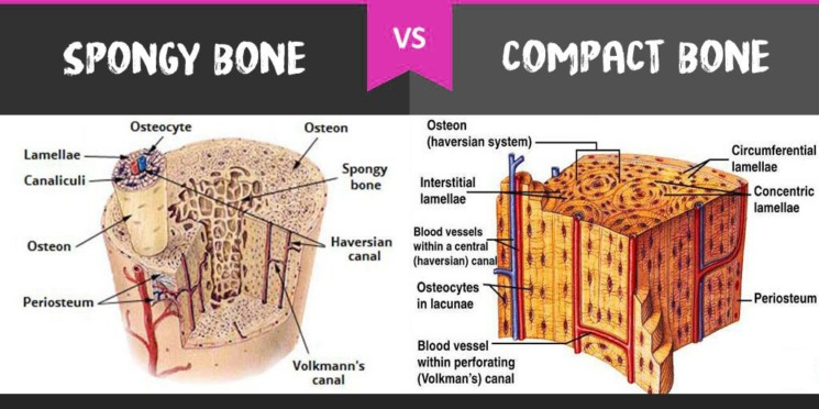 <p>About Bone</p>