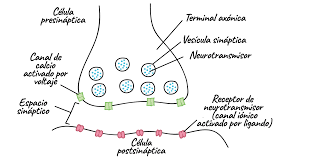 <ul><li><p>Dentro de las vesículas sinápticas</p></li><li><p>Sustancias químicas liberadas por la neurona</p></li><li><p>Efectos excitadores o inhibidores</p></li></ul>
