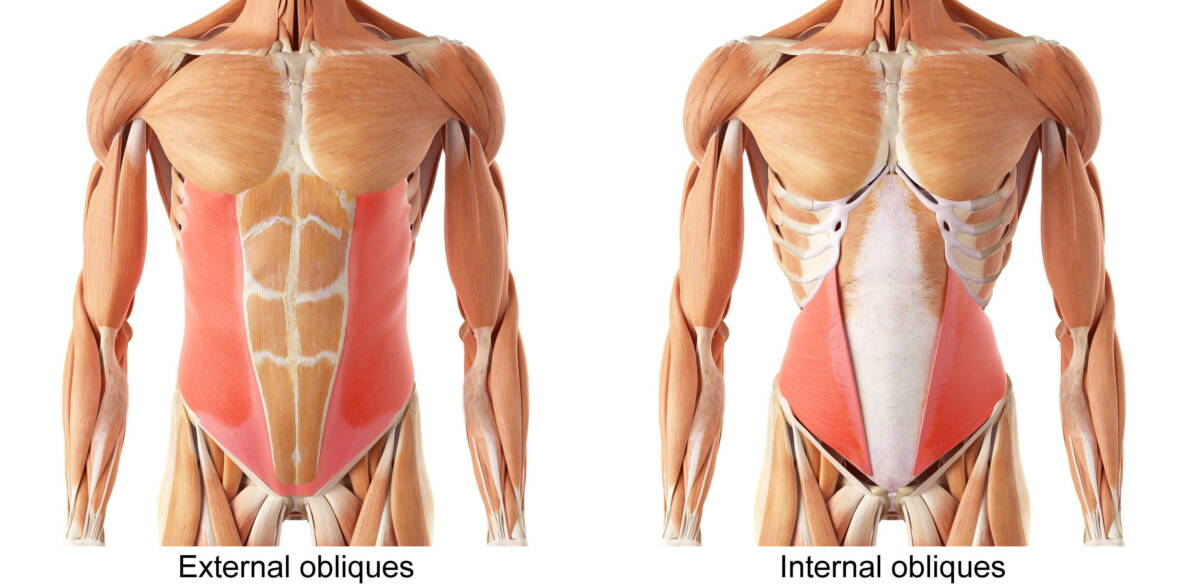 <p>Internal and External Obliques</p>