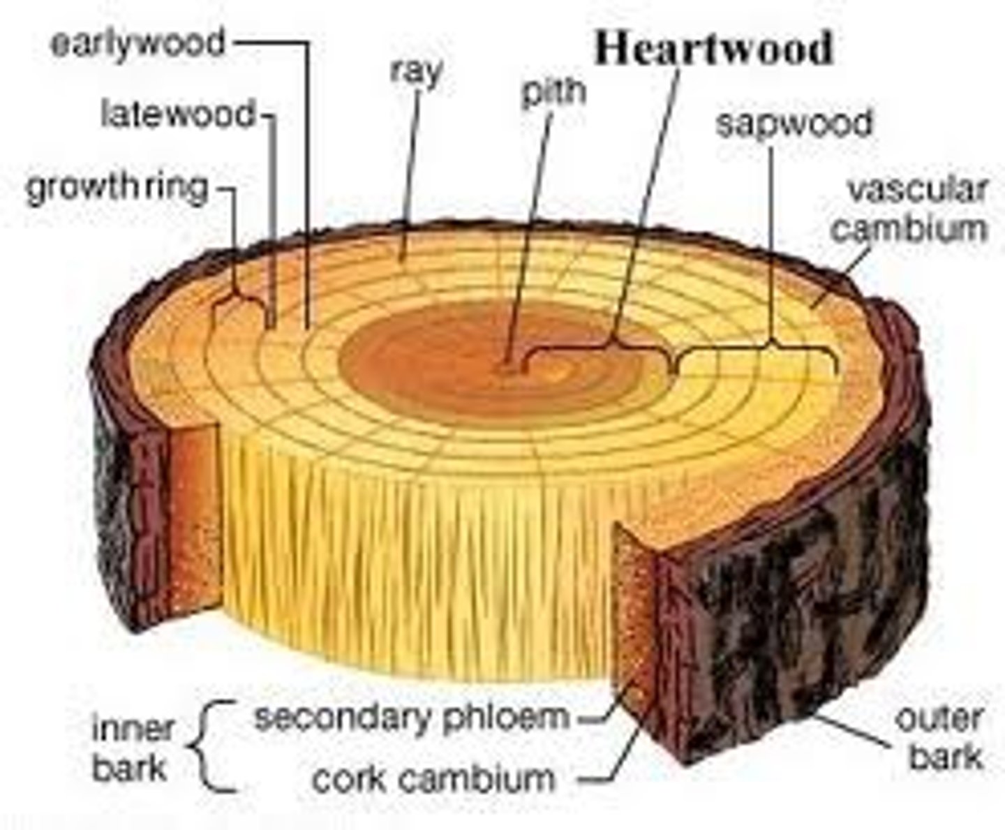 <p>= younger xylem near outside of woody stem that conducts water + minerals. <br>-Lighter<br>-More wet --&gt; More prone to rot</p>