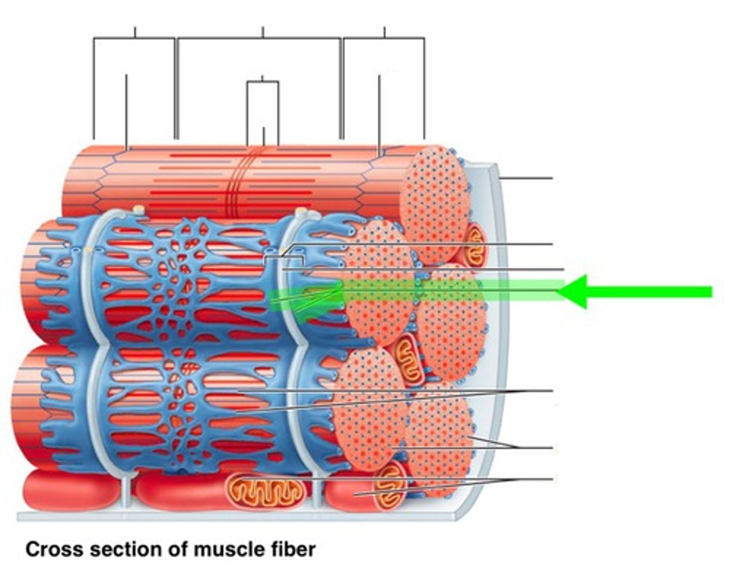 <p>Surrounds the myofibril. Stores &amp; releases calcium in the muscle fibre</p>